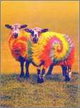 Colored Sheep B