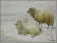 Cooper Watercolor 3 Sheep in Winter