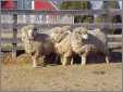 Cormo Sheep Applerose