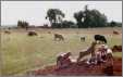 Cormo Sheep Stretching in the Field