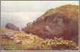 Cornwall Kynance Cove Sheep on Hill Tuck Bridgeman