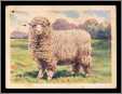 Corriedale Ram