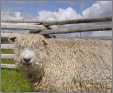 Cotswald Ewe Sheep