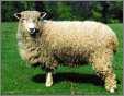 Cotswold Ewe