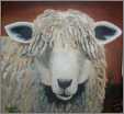 Cottswald Sheep