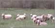 Covered Sheep at Pasture