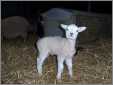 Cute Lamb