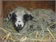 Cvm Sheep Lamb