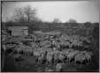 Deep Farm Sheep