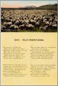 Deep Sheep in Montana