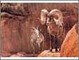 Desert Ram and Ewe