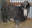 Diane Black Angora Goat