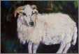 Dingle Penninsula Sheep