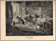 Dog Guarding Sheep in Barn