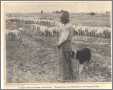 Dog with Shepherd and Sheep