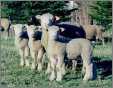 Dorset Ewe with Lambs