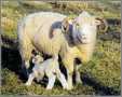 Dorset Horn Ewe with Lamb