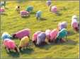 Easteregg Sheep