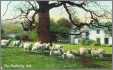 Edwardian Postcard Sheep and the Sheltering Oak