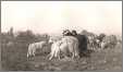 Engraving Sheep with Shepherd and Dog