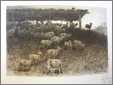 Etching J a S Monks Sheep Twilight 1883 Ny Etching