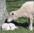 Ewe and Lamb Mother and Son