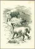 Ewe and Lamb on the Hillside