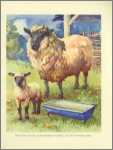 Ewe and Son