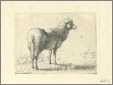 Ewe Engraving