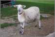 Ewe Lamb Unknown Breed