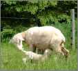 Ewe Nurseing Lamb