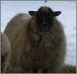 Ewe Sheep Tricksie