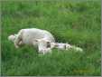 Ewe with 5 Lambs