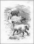 Ewe with Lamb