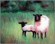 Ewe with Lamb Black Head