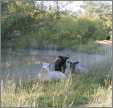 Ewe with Lambs Resting on Dam