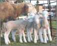 Ewe with Quads