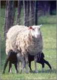 Ewe with Triplets1