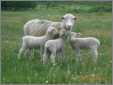 Ewe with Triplets White