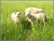 Ewe with Twin Ewe Lambs