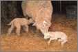 Ewe with Twin Lambs