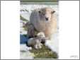 Ewe with Twins in Snow