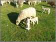 Ewe with White Twins