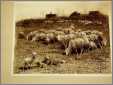 Ewes and Lambs Seperate Sheep