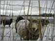 Ewes in Snow