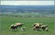 Ewes Lambs in Colorado
