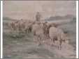 Ewes on Pasture Track