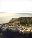 Ewes on the Faulklands