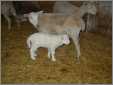 Ewes with 1 Lamb in the Barn