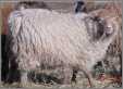 Fawn Shetland Ewe